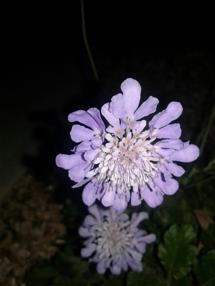 Purple perfecto