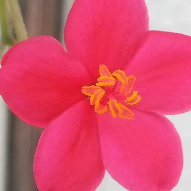 pinkflower