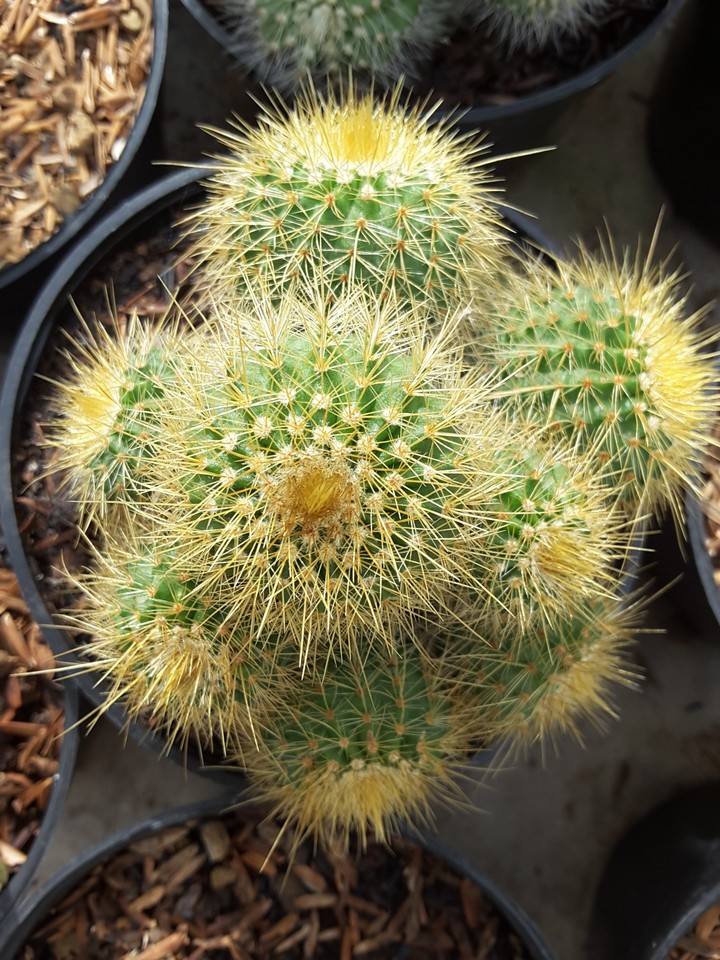 Cactus #2