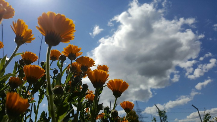 flower under cloud