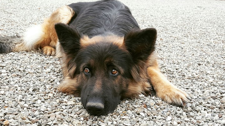 cute German Shepherd