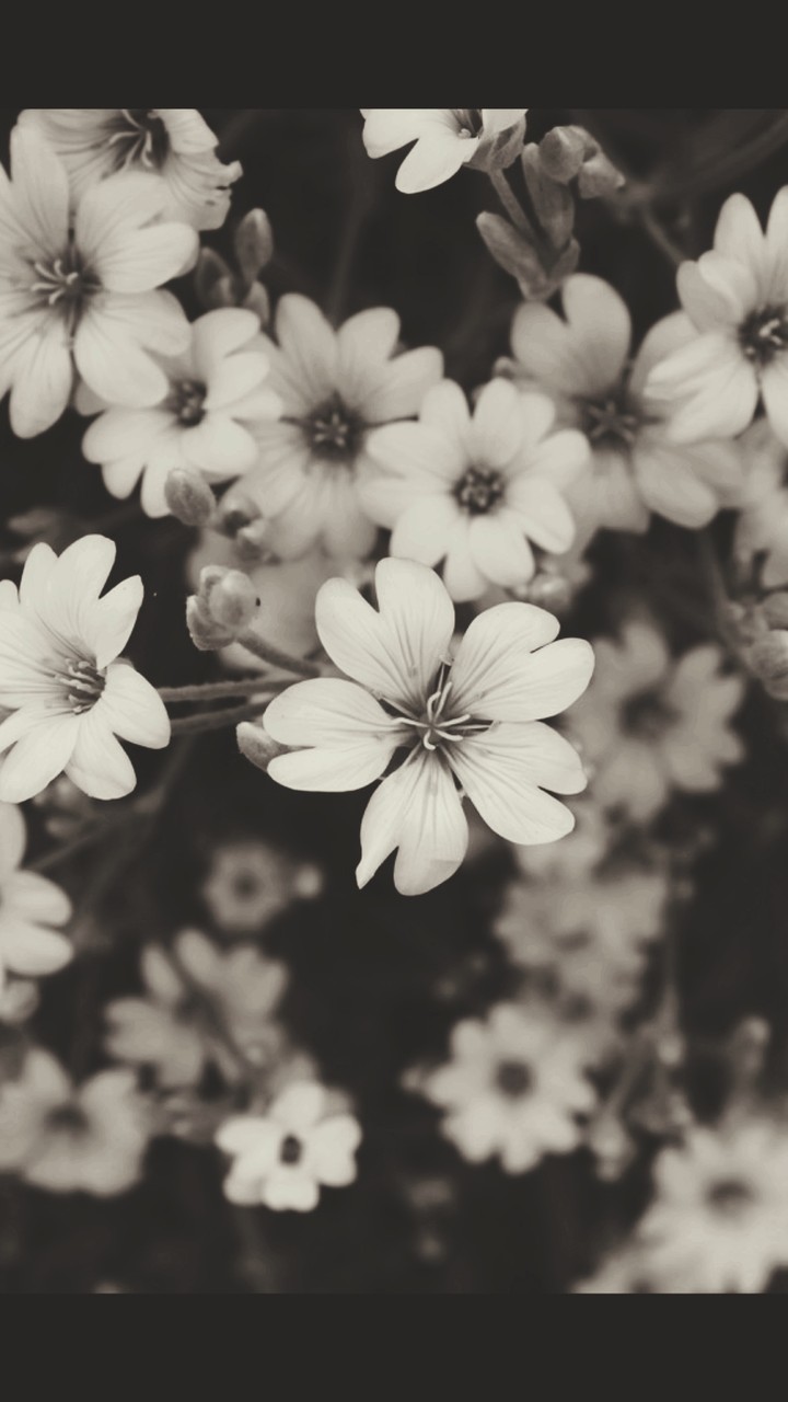 white flower.