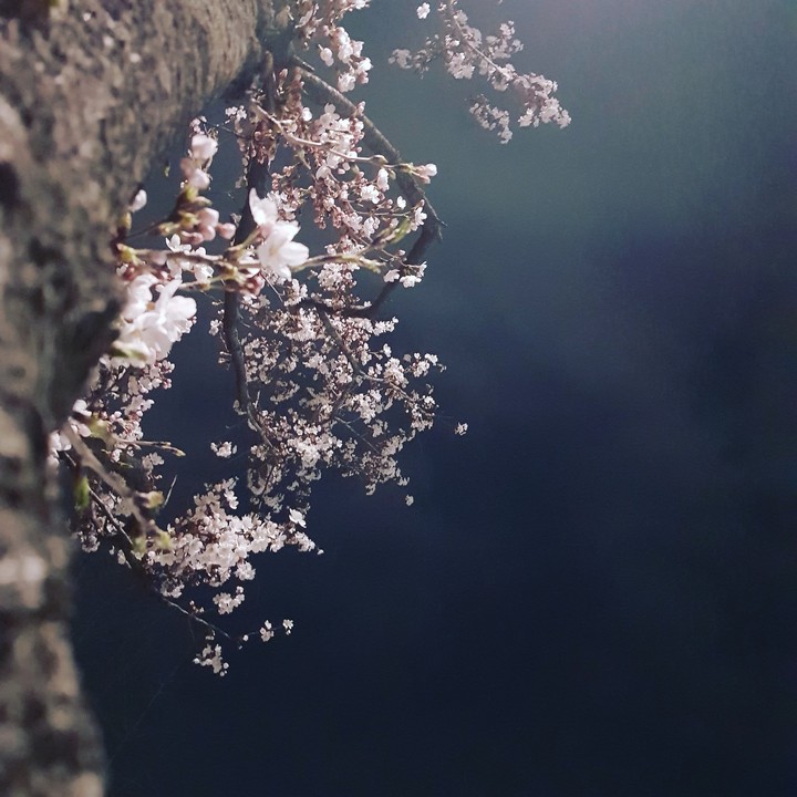 밤에 보는 벚꽃
