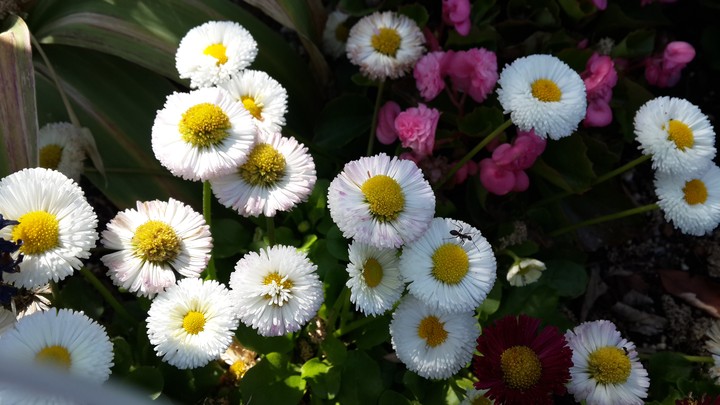 White Flower