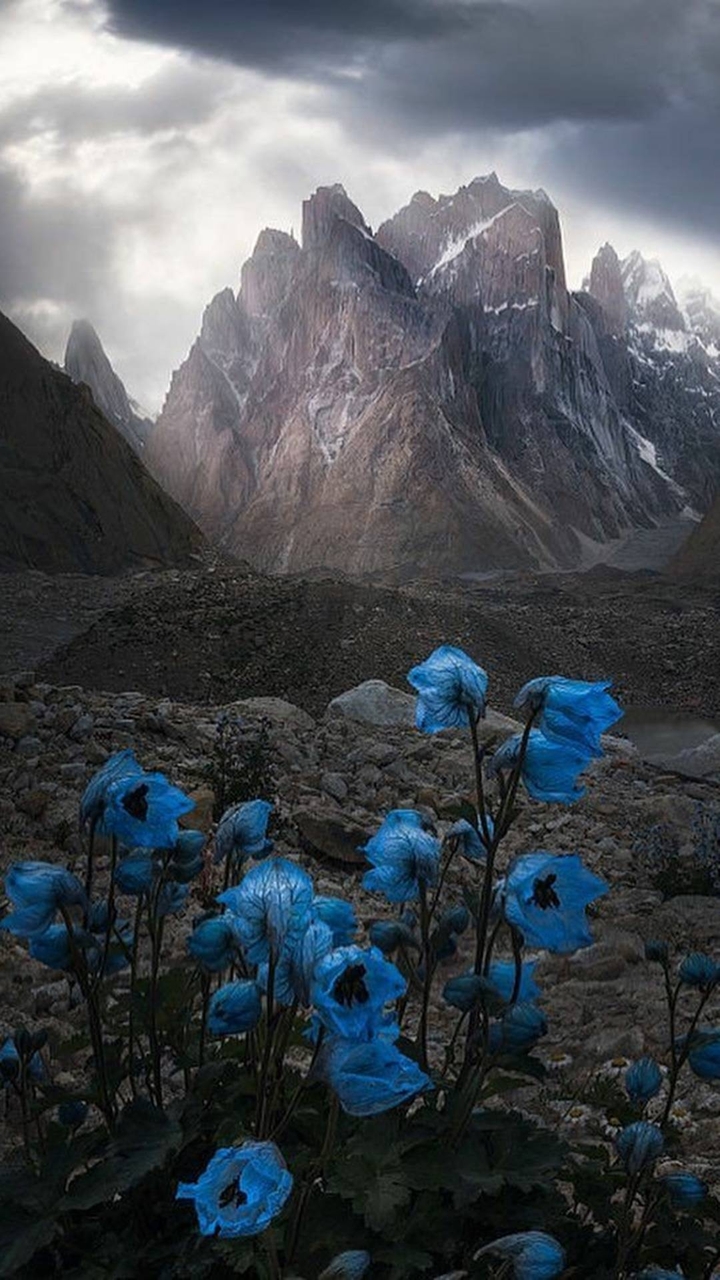nature 8