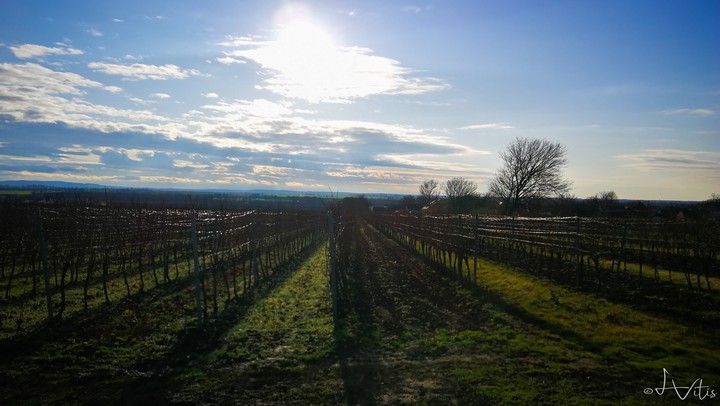vineyard