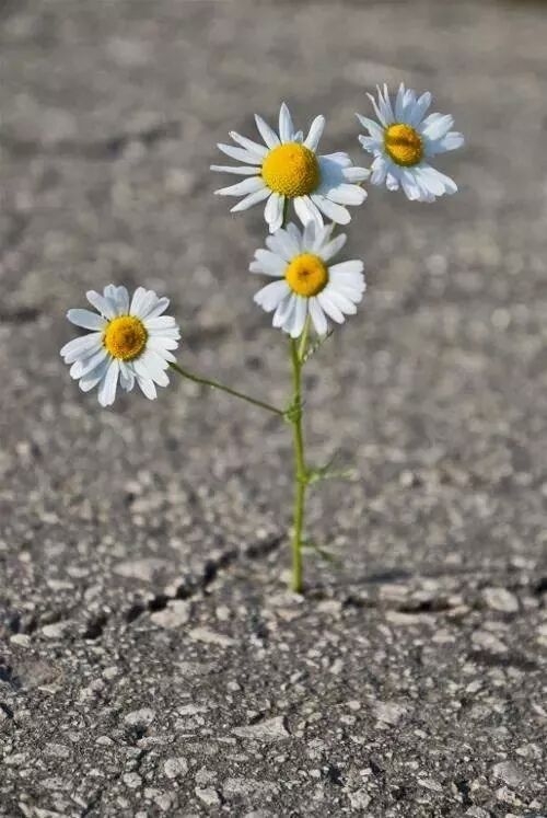 Life!