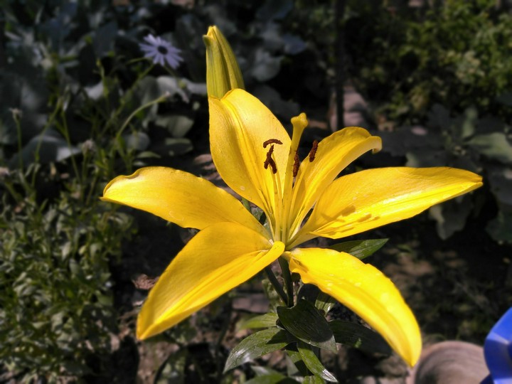 illum lily