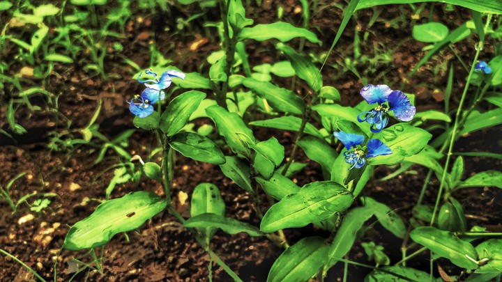 Flower's