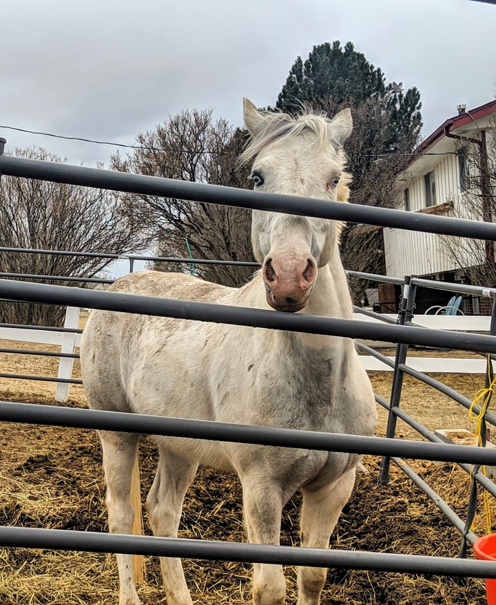 Horse in a stable
