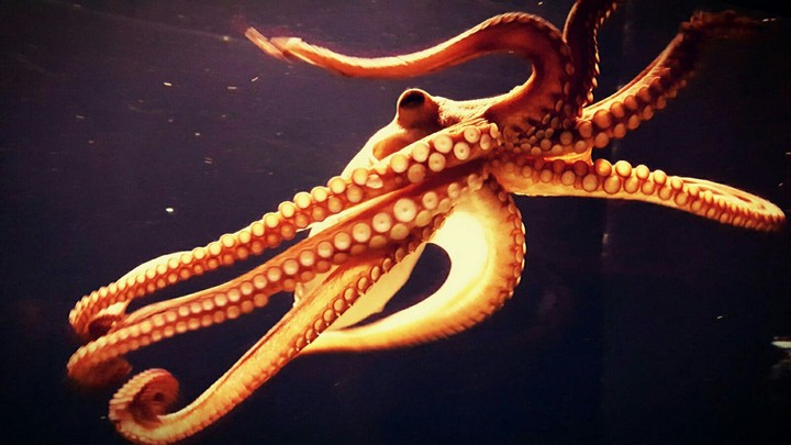 Octopus