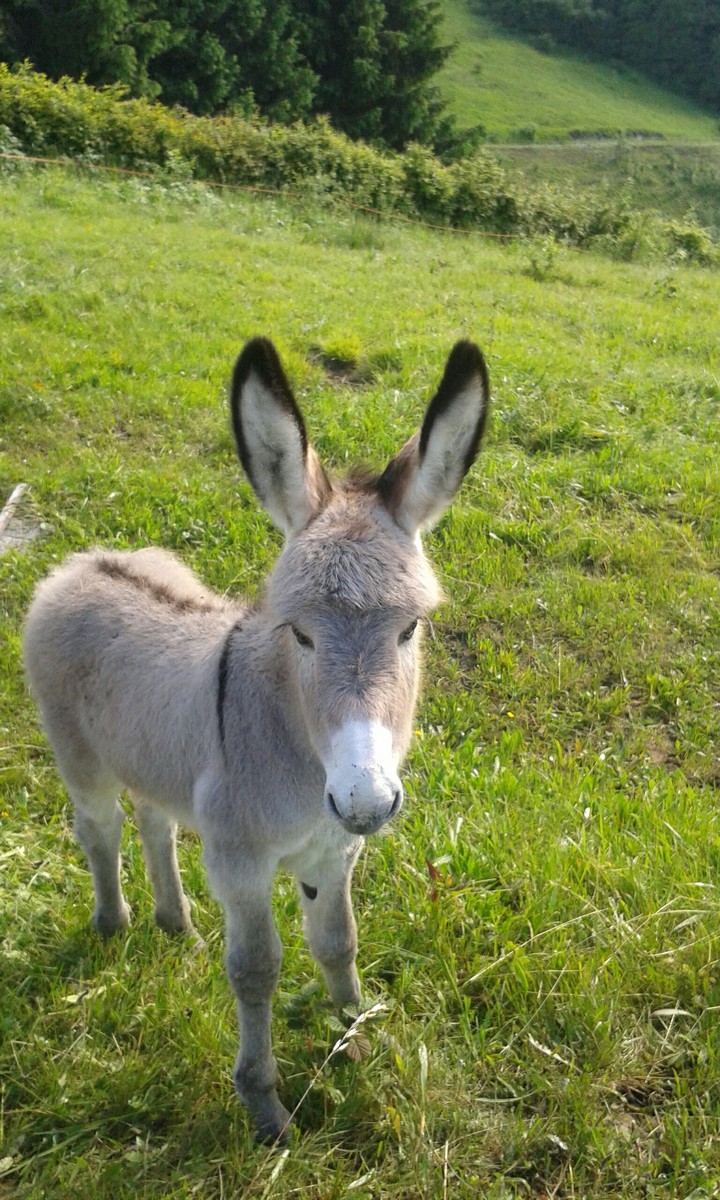 My donkey