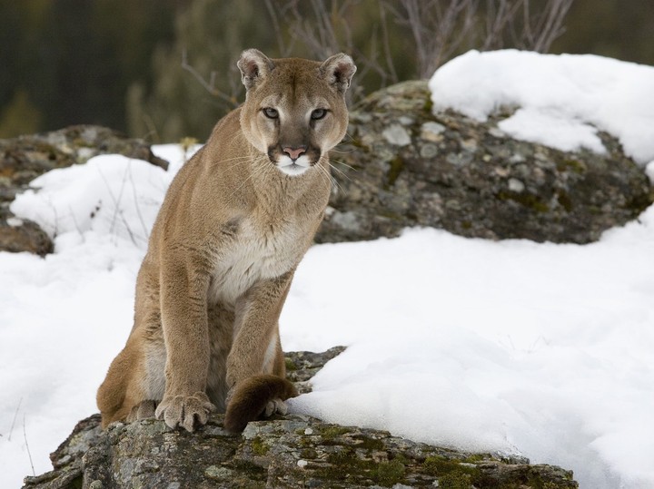 Mountain Lion on Alert, Montana