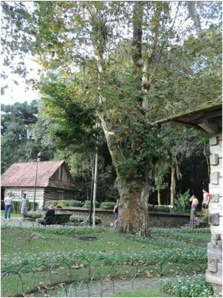 Bosque do Papa - Curitiba/PR
