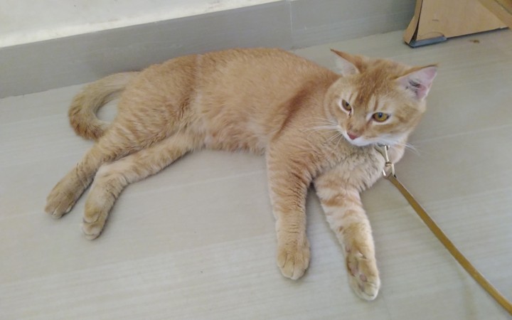 Persian Cat