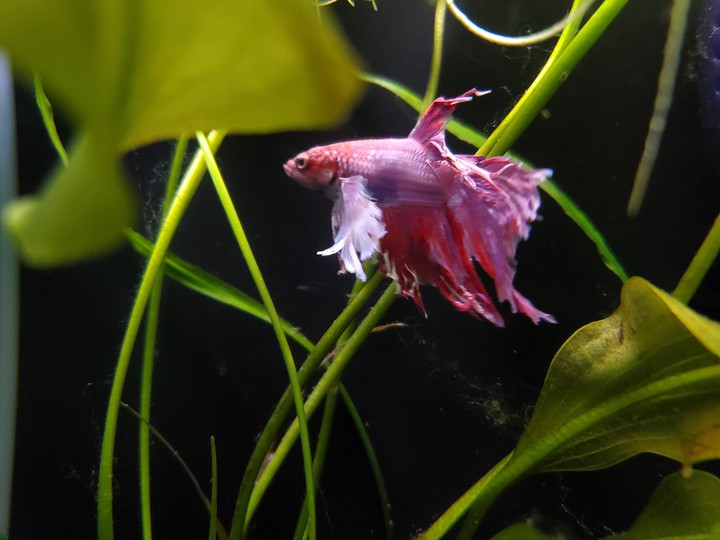 Ruby tailed beta