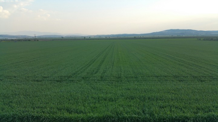 doğal