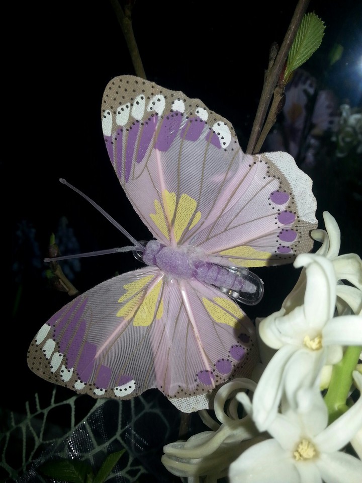 butterfly