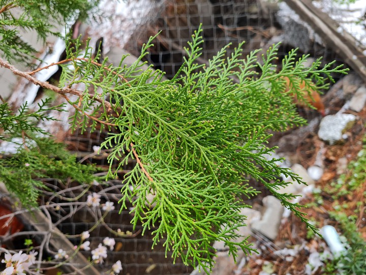 Cedrus