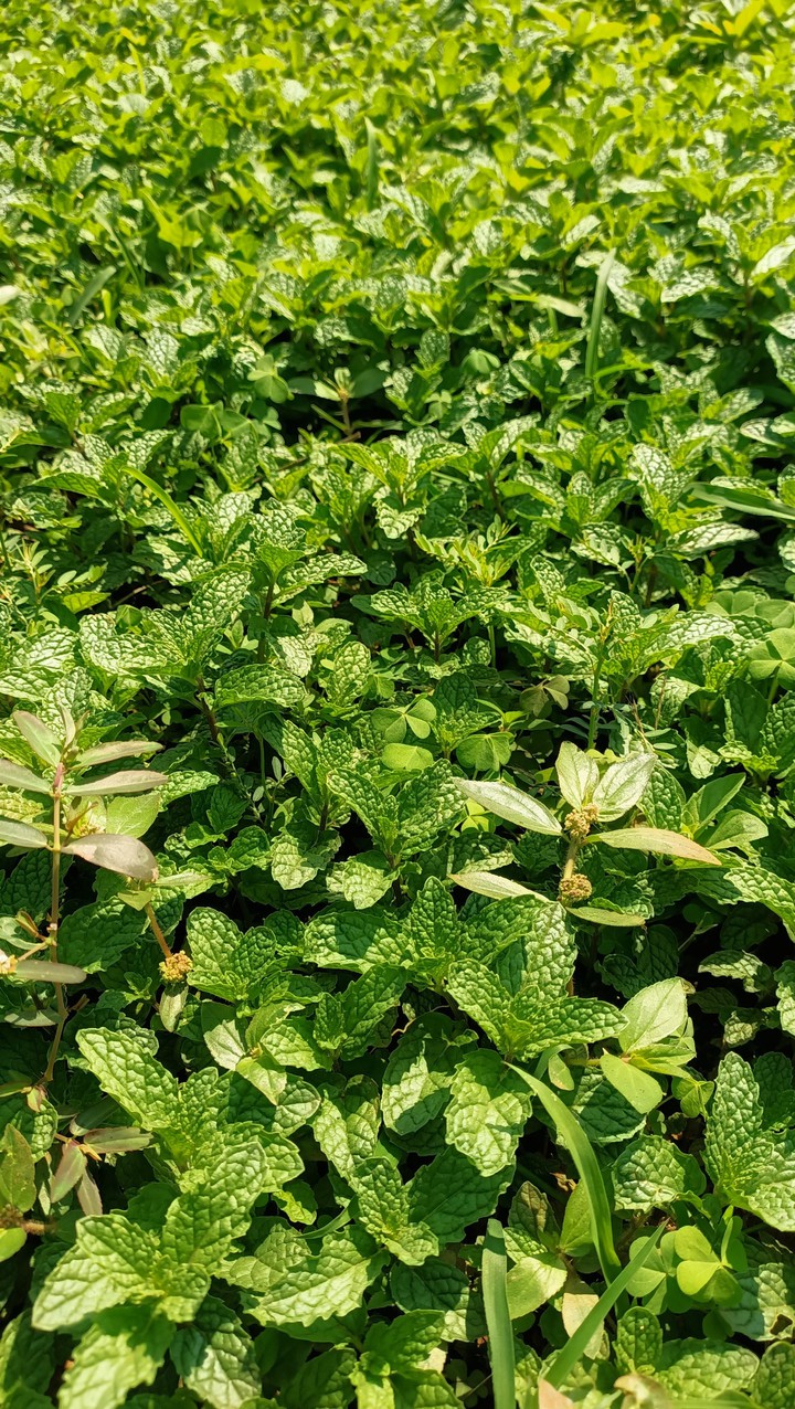 Neem Leaves