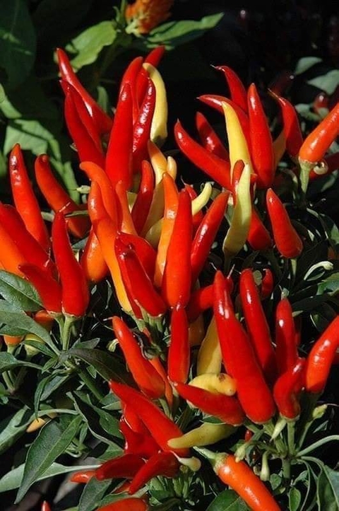 spice, food háttérképek
