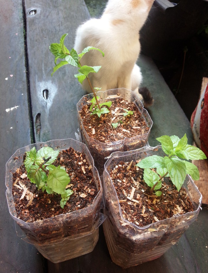 hydroponic mint