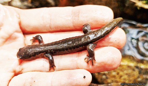 обои plethodontidae, salamander