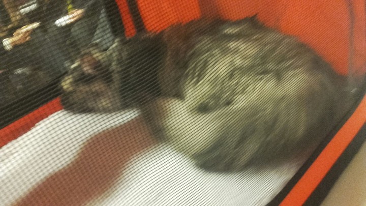 Sleeping... 