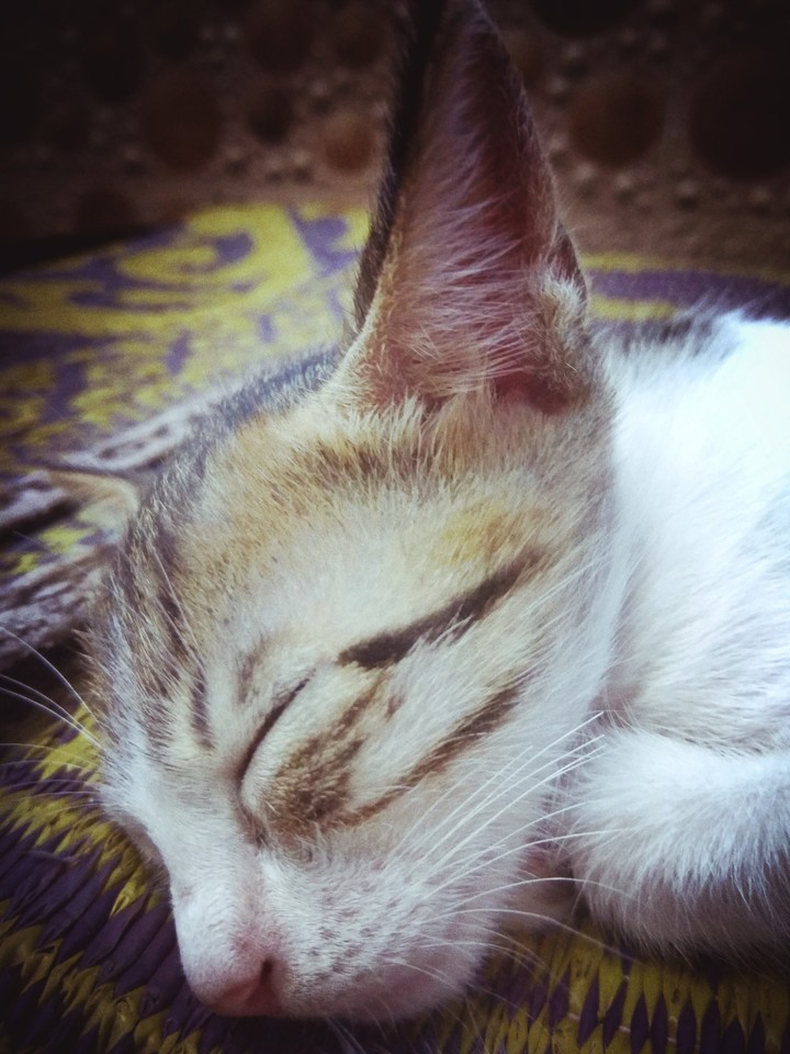 cat