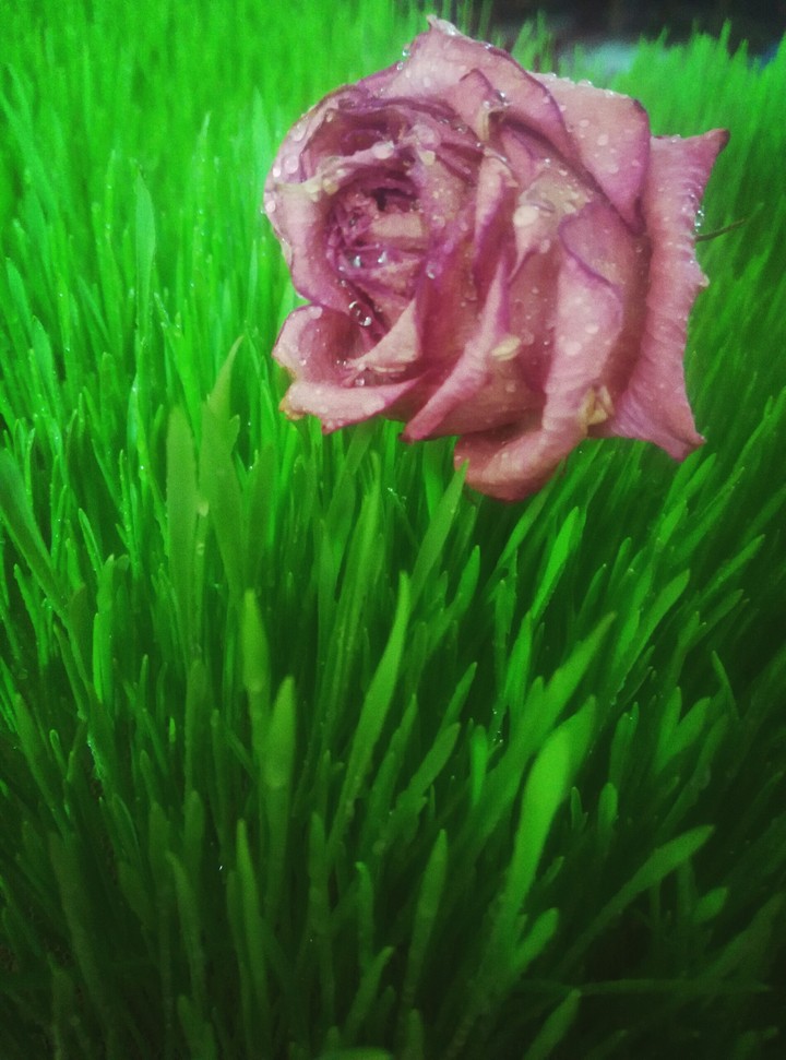 rose