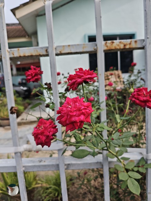 floristry, pink壁紙
