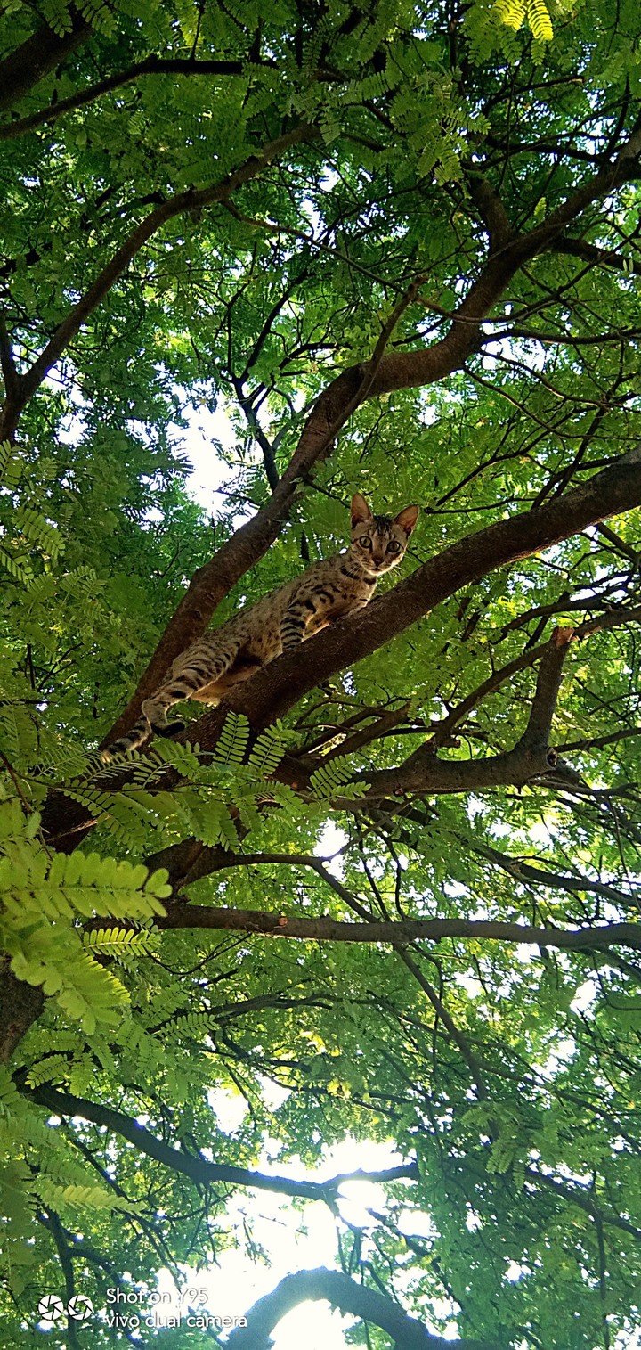 pussy cat