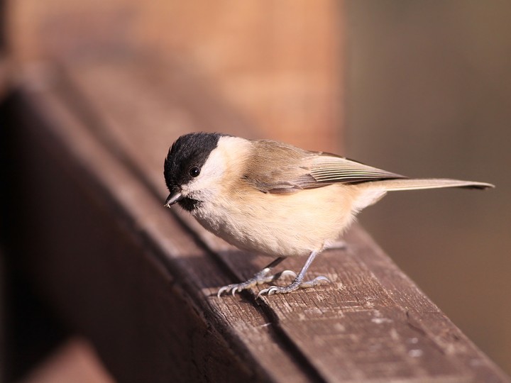 bird