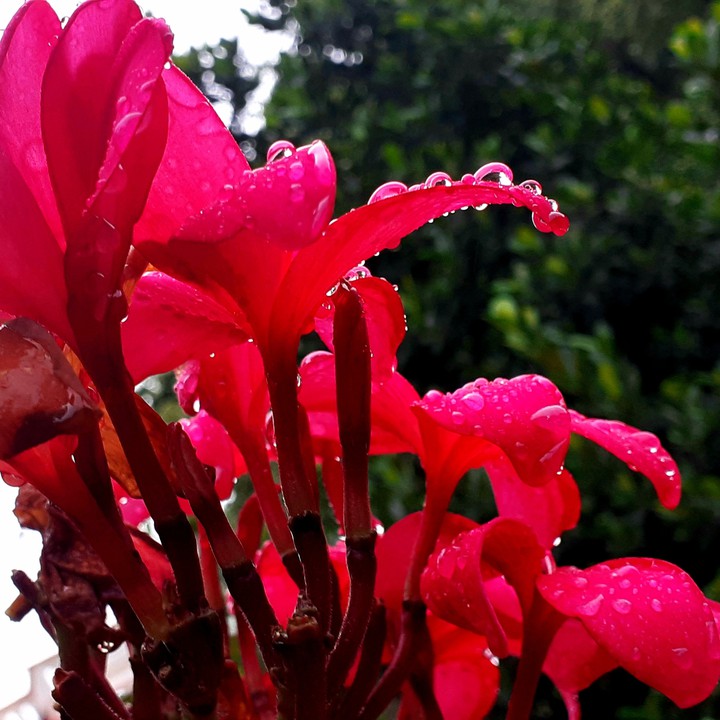 flowers