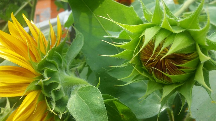 Sunflowers