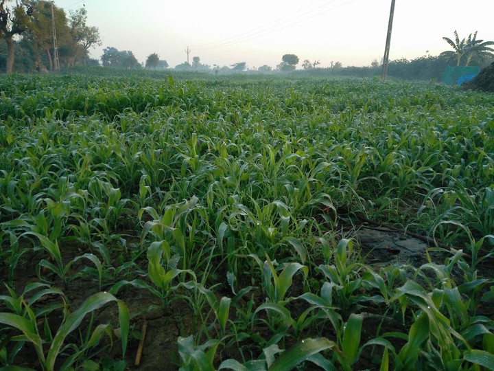Bajra Farm