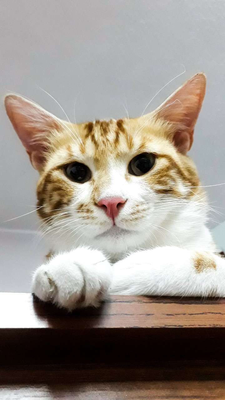kedi
