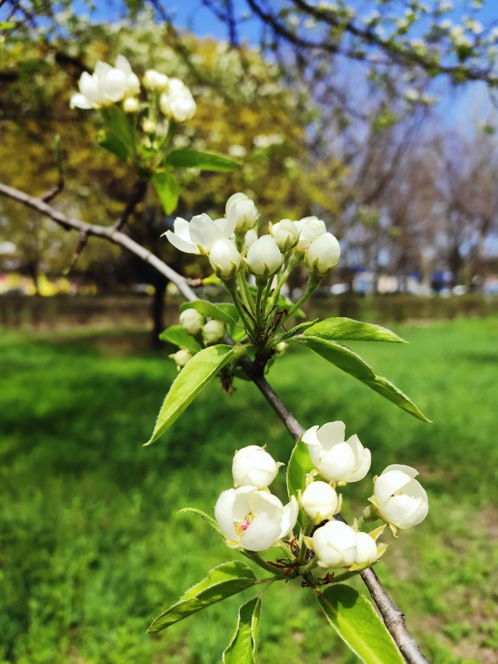 apple tree in bloom