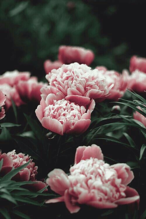 peony