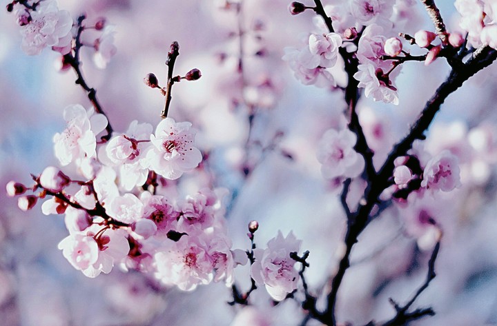 Flower Blossom