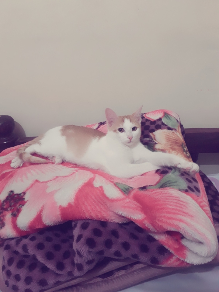 my lovely cat
