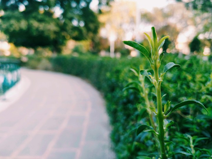 garden