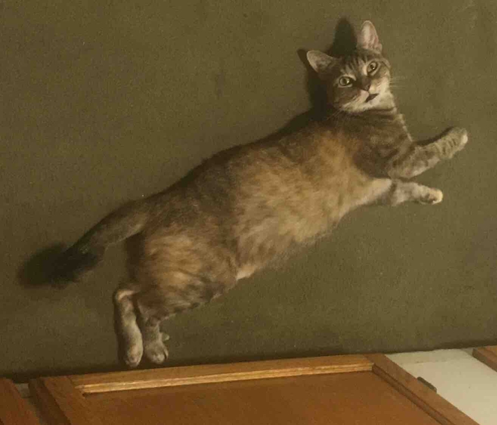 allowing the pet