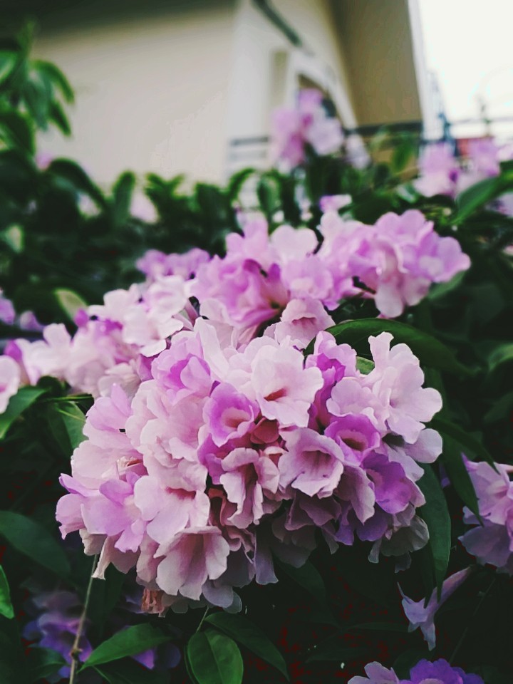Flowers at the best