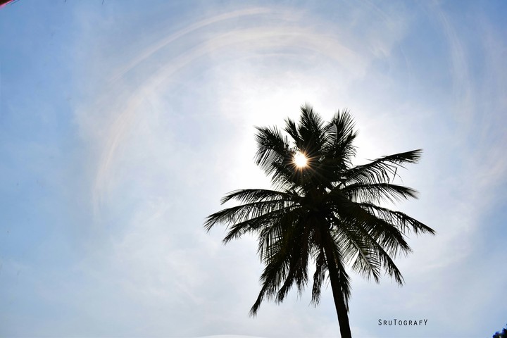 coconut tree