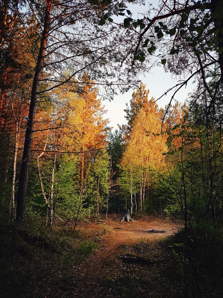 Осенний лес