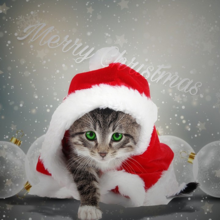 Hello Christmas 
