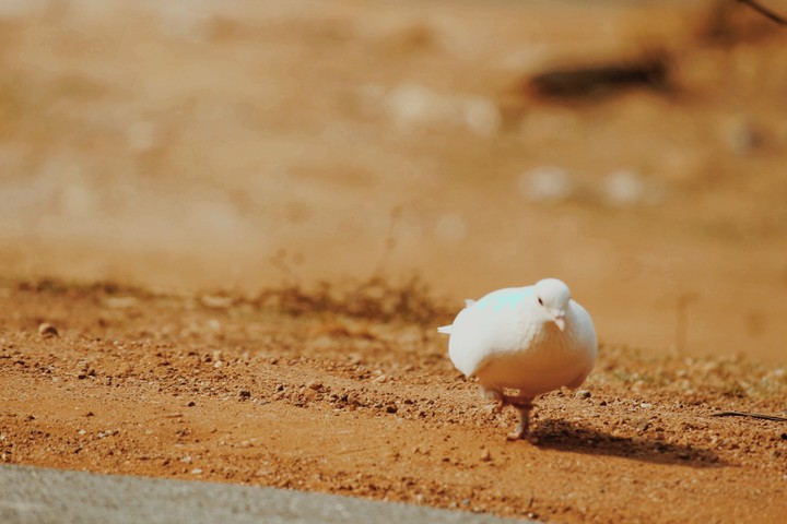 Pigeon
