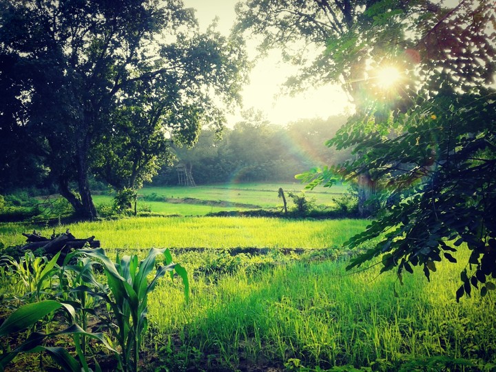 Good Morning