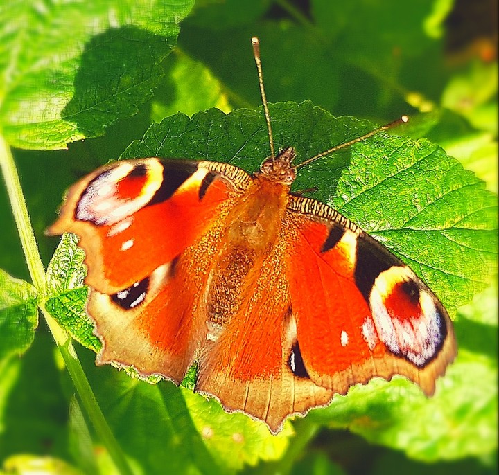 Butterfly